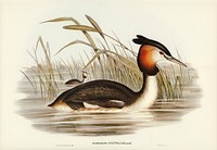Australian Tippet Grabe (Podiceps Australis) illustrated by Elizabeth Gould (1804&ndash;1841) for John Gould&rsquo;s (1804-1881) Birds of Australia (1972 Edition, 8 volumes). Digitally enhanced from our own facsimile book (1972 Edition, 8 volumes).