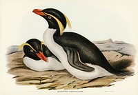 Crested Penguin (Eudyptes chrysocome) illustrated by <a href="https://www.rawpixel.com/search/Elizabeth%20Gould?&amp;page=1">Elizabeth Gould</a> (1804&ndash;1841) for<a href="https://www.rawpixel.com/search/John%20Gould?"> John Gould</a>&rsquo;s (1804-1881) Birds of Australia (1972 Edition, 8 volumes). Digitally enhanced from our own facsimile book (1972 Edition, 8 volumes).