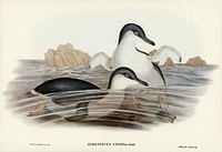 Fairy Penguin (Spheniscus undina) illustrated by Elizabeth Gould (1804&ndash;1841) for John Gould&rsquo;s (1804-1881) Birds of Australia (1972 Edition, 8 volumes). Digitally enhanced from our own facsimile book (1972 Edition, 8 volumes).