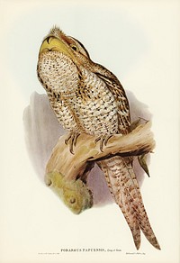 Papuan Podargus (Podargus Papuensis) illustrated by <a href="https://www.rawpixel.com/search/Elizabeth%20Gould?">Elizabeth Gould</a> (1804&ndash;1841) for <a href="https://www.rawpixel.com/search/John%20Gould?">John Gould</a>&rsquo;s (1804-1881) Birds of Australia (1972 Edition, 8 volumes). Digitally enhanced from our own facsimile book (1972 Edition, 8 volumes).