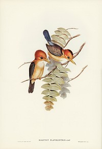 Yellow-billed Kingfisher (Halcyon flavirostris) illustrated by Elizabeth Gould (1804&ndash;1841) for John Gould&rsquo;s (1804-1881) Birds of Australia (1972 Edition, 8 volumes). Digitally enhanced from our own facsimile book (1972 Edition, 8 volumes).