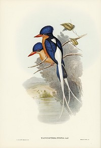 White-tailed Tanysiptera (Tanysiptera Sylvia) illustrated by Elizabeth Gould (1804&ndash;1841) for John Gould&rsquo;s (1804-1881) Birds of Australia (1972 Edition, 8 volumes). Digitally enhanced from our own facsimile book (1972 Edition, 8 volumes).