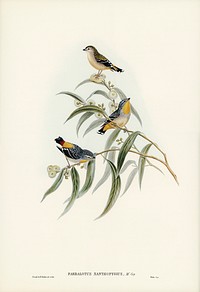 Yellow-rumped Pardalote (Pardalotus xanthopygius) illustrated by <a href="https://www.rawpixel.com/search/Elizabeth%20Gould?&amp;page=1">Elizabeth Gould </a>(1804&ndash;1841) for <a href="https://www.rawpixel.com/search/John%20Gould?">John Gould</a>&rsquo;s (1804-1881) Birds of Australia (1972 Edition, 8 volumes). Digitally enhanced from our own facsimile book (1972 Edition, 8 volumes).