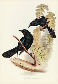 Keraudren&#39;s Crow-Shrike (Manucodia Keraudreni) illustrated by <a href="https://www.rawpixel.com/search/Elizabeth%20Gould?">Elizabeth Gould</a> (1804&ndash;1841) for <a href="https://www.rawpixel.com/search/John%20Gould?">John Gould</a>&rsquo;s (1804-1881) Birds of Australia (1972 Edition, 8 volumes). Digitally enhanced from our own facsimile book (1972 Edition, 8 volumes).