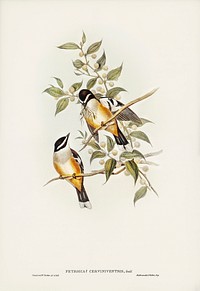 Buff-sided Robin (Petroica cerviniventris) illustrated by Elizabeth Gould (1804&ndash;1841) for John Gould&rsquo;s (1804-1881) Birds of Australia (1972 Edition, 8 volumes). Digitally enhanced from our own facsimile book (1972 Edition, 8 volumes).