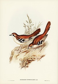 Eastern Scrub-Robin (Drymodes superciliaris) illustrated by <a href="https://www.rawpixel.com/search/Elizabeth%20Gould?">Elizabeth Gould</a> (1804&ndash;1841) for <a href="https://www.rawpixel.com/search/John%20Gould?">John Gould</a>&rsquo;s (1804-1881) Birds of Australia (1972 Edition, 8 volumes). Digitally enhanced from our own facsimile book (1972 Edition, 8 volumes).