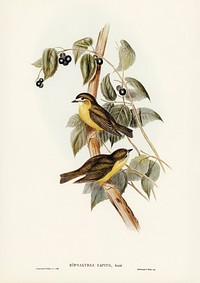 Large-headed Robin (Eopsaltria capito) illustrated by <a href="https://www.rawpixel.com/search/Elizabeth%20Gould?">Elizabeth Gould</a> (1804&ndash;1841) for<a href="https://www.rawpixel.com/search/John%20Gould?"> John Gould</a>&rsquo;s (1804-1881) Birds of Australia (1972 Edition, 8 volumes). Digitally enhanced from our own facsimile book (1972 Edition, 8 volumes).
