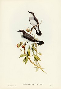 White-tailed Robin (Eopsaltria leucura) illustrated by Elizabeth Gould (1804&ndash;1841) for John Gould&rsquo;s (1804-1881) Birds of Australia (1972 Edition, 8 volumes). Digitally enhanced from our own facsimile book (1972 Edition, 8 volumes).