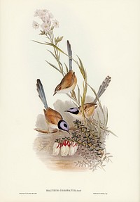 Crowned Wren (Malurus coronatus) illustrated by Elizabeth Gould (1804&ndash;1841) for John Gould&rsquo;s (1804-1881) Birds of Australia (1972 Edition, 8 volumes). Digitally enhanced from our own facsimile book (1972 Edition, 8 volumes).