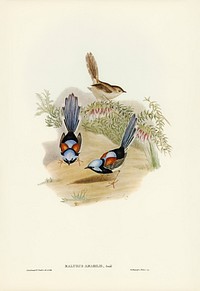 Lovely Wren (Malurus amabilis) illustrated by<a href="https://www.rawpixel.com/search/Elizabeth%20Gould?&amp;page=1"> Elizabeth Gould</a> (1804&ndash;1841) for<a href="https://www.rawpixel.com/search/John%20Gould?"> John Gould</a>&rsquo;s (1804-1881) Birds of Australia (1972 Edition, 8 volumes). Digitally enhanced from our own facsimile book (1972 Edition, 8 volumes).
