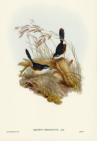 Fawn-breasted Superb Warbler (Malurus hypoleucus) illustrated by Elizabeth Gould (1804&ndash;1841) for John Gould&rsquo;s (1804-1881) Birds of Australia (1972 Edition, 8 volumes). Digitally enhanced from our own facsimile book (1972 Edition, 8 volumes).