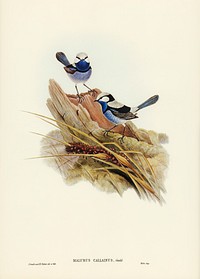Turquoisine Superb Warbler (Malurus callainus) illustrated by Elizabeth Gould (1804&ndash;1841) for John Gould&rsquo;s (1804-1881) Birds of Australia (1972 Edition, 8 volumes). Digitally enhanced from our own facsimile book (1972 Edition, 8 volumes).