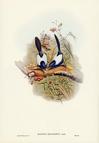 White-backed Superb Warbler (Malurus leuconotus) illustrated by <a href="https://www.rawpixel.com/search/Elizabeth%20Gould?&amp;page=1">Elizabeth Gould </a>(1804&ndash;1841) for <a href="https://www.rawpixel.com/search/John%20Gould?">John Gould</a>&rsquo;s (1804-1881) Birds of Australia (1972 Edition, 8 volumes). Digitally enhanced from our own facsimile book (1972 Edition, 8 volumes).