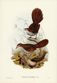 Rufous-headed Bristle-Bird (Sphenura Broadbenti) illustrated by <a href="https://www.rawpixel.com/search/Elizabeth%20Gould?">Elizabeth Gould</a> (1804&ndash;1841) for <a href="https://www.rawpixel.com/search/John%20Gould?">John Gould</a>&rsquo;s (1804-1881) Birds of Australia (1972 Edition, 8 volumes). Digitally enhanced from our own facsimile book (1972 Edition, 8 volumes).
