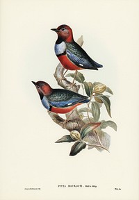 Macklot&#39;s Pitta (Pitta Mackloti) illustrated by<a href="https://www.rawpixel.com/search/Elizabeth%20Gould?"> Elizabeth Gould </a>(1804&ndash;1841) for <a href="https://www.rawpixel.com/search/John%20Gould?">John Gould</a>&rsquo;s (1804-1881) Birds of Australia (1972 Edition, 8 volumes). Digitally enhanced from our own facsimile book (1972 Edition, 8 volumes).