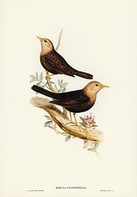 Grey-headed Blackbird (Merula poliocephala) illustrated by Elizabeth Gould (1804–1841) for John Gould’s (1804-1881) Birds of Australia (1972 Edition, 8 volumes). Digitally enhanced from our own facsimile book (1972 Edition, 8 volumes).