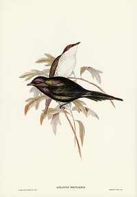 Shining starling (Aplonis metallica) illustrated by <a href="https://www.rawpixel.com/search/Elizabeth%20Gould?">Elizabeth Gould </a>(1804&ndash;1841) for <a href="https://www.rawpixel.com/search/John%20Gould?">John Gould</a>&rsquo;s (1804-1881) Birds of Australia (1972 Edition, 8 volumes). Digitally enhanced from our own facsimile book (1972 Edition, 8 volumes).
