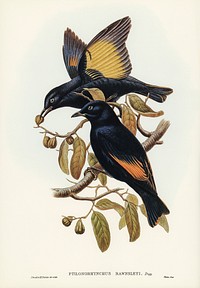 Rawnsley&#39;s Bower-bird (Ptilonorhynchus Rawnsleyi) illustrated by<a href="https://www.rawpixel.com/search/Elizabeth%20Gould?"> Elizabeth Gould</a> (1804&ndash;1841) for <a href="https://www.rawpixel.com/search/John%20Gould?">John Gould</a>&rsquo;s (1804-1881) Birds of Australia (1972 Edition, 8 volumes). Digitally enhanced from our own facsimile book (1972 Edition, 8 volumes).