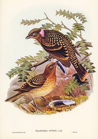Guttated Bower-bird (Chlamydera guttata) illustrated by <a href="https://www.rawpixel.com/search/Elizabeth%20Gould?">Elizabeth Gould</a> (1804&ndash;1841) for <a href="https://www.rawpixel.com/search/John%20Gould?">John Gould</a>&rsquo;s (1804-1881) Birds of Australia (1972 Edition, 8 volumes). Digitally enhanced from our own facsimile book (1972 Edition, 8 volumes).