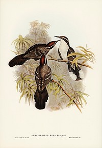 Chestnut-crowned Pomatorhinus (Pomatorhinus ruficeps) illustrated by <a href="https://www.rawpixel.com/search/Elizabeth%20Gould?&amp;page=1">Elizabeth Gould</a> (1804&ndash;1841) for <a href="https://www.rawpixel.com/search/John%20Gould?">John Gould</a>&rsquo;s (1804-1881) Birds of Australia (1972 Edition, 8 volumes). Digitally enhanced from our own facsimile book (1972 Edition, 8 volumes).