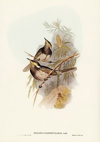 Fasciated Honey-eater (Ptilotis fasciogularis) illustrated by<a href="https://www.rawpixel.com/search/Elizabeth%20Gould?&amp;page=1"> Elizabeth Gould</a> (1804&ndash;1841) for <a href="https://www.rawpixel.com/search/John%20Gould?">John Gould</a>&rsquo;s (1804-1881) Birds of Australia (1972 Edition, 8 volumes). Digitally enhanced from our own facsimile book (1972 Edition, 8 volumes).