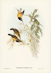 Australian Sun-bird (Nectarinia australis) illustrated by <a href="https://www.rawpixel.com/search/Elizabeth%20Gould?">Elizabeth Gould</a> (1804&ndash;1841) for <a href="https://www.rawpixel.com/search/John%20Gould?">John Gould</a>&rsquo;s (1804-1881) Birds of Australia (1972 Edition, 8 volumes). Digitally enhanced from our own facsimile book (1972 Edition, 8 volumes).