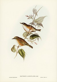 White-breasted Zosterops (Zosterops albogularis) illustrated by <a href="https://www.rawpixel.com/search/Elizabeth%20Gould?">Elizabeth Gould</a> (1804&ndash;1841) for<a href="https://www.rawpixel.com/search/John%20Gould?"> John Gould</a>&rsquo;s (1804-1881) Birds of Australia (1972 Edition, 8 volumes). Digitally enhanced from our own facsimile book (1972 Edition, 8 volumes).
