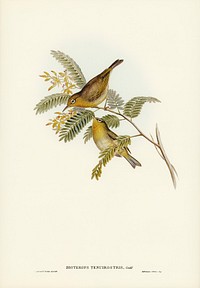 Slender-billed Zosterops (Zosterops tenuirostris) illustrated by <a href="https://www.rawpixel.com/search/Elizabeth%20Gould?">Elizabeth Gould</a> (1804&ndash;1841) for <a href="https://www.rawpixel.com/search/John%20Gould?">John Gould</a>&rsquo;s (1804-1881) Birds of Australia (1972 Edition, 8 volumes). Digitally enhanced from our own facsimile book (1972 Edition, 8 volumes).