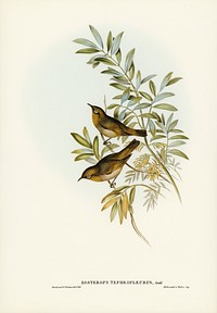 Grey-breasted Zosterops (Zosterops tephropleurus) illustrated by <a href="https://www.rawpixel.com/search/Elizabeth%20Gould?">Elizabeth Gould</a> (1804&ndash;1841) for <a href="https://www.rawpixel.com/search/John%20Gould?">John Gould</a>&rsquo;s (1804-1881) Birds of Australia (1972 Edition, 8 volumes). Digitally enhanced from our own facsimile book (1972 Edition, 8 volumes).