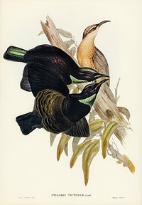 Victoria Rifle-bird (Ptiloris Victoriae) illustrated by <a href="https://www.rawpixel.com/search/Elizabeth%20Gould?">Elizabeth Gould</a> (1804&ndash;1841) for <a href="https://www.rawpixel.com/search/John%20Gould?">John Gould</a>&rsquo;s (1804-1881) Birds of Australia (1972 Edition, 8 volumes). Digitally enhanced from our own facsimile book (1972 Edition, 8 volumes).