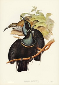 Magnificent Rifle-bird (Ptiloris magnifica) illustrated by <a href="https://www.rawpixel.com/search/Elizabeth%20Gould?">Elizabeth Gould</a> (1804&ndash;1841) for <a href="https://www.rawpixel.com/search/John%20Gould?">John Gould&rsquo;</a>s (1804-1881) Birds of Australia (1972 Edition, 8 volumes). Digitally enhanced from our own facsimile book (1972 Edition, 8 volumes).