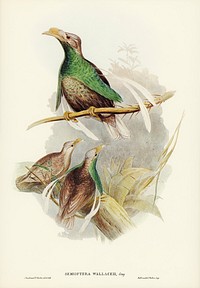 Standard-Wing (Semioptera Wallacei) illustrated by <a href="https://www.rawpixel.com/search/Elizabeth%20Gould?">Elizabeth Gould</a> (1804&ndash;1841) for <a href="https://www.rawpixel.com/search/John%20Gould?">John Gould</a>&rsquo;s (1804-1881) Birds of Australia (1972 Edition, 8 volumes). Digitally enhanced from our own facsimile book (1972 Edition, 8 volumes).