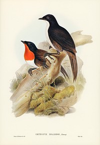 Spalding&#39;s orthonyx (Orthonyx Spaldingi) illustrated by <a href="https://www.rawpixel.com/search/Elizabeth%20Gould?">Elizabeth Gould</a> (1804&ndash;1841) for <a href="https://www.rawpixel.com/search/John%20Gould?">John Gould</a>&rsquo;s (1804-1881) Birds of Australia (1972 Edition, 8 volumes). Digitally enhanced from our own facsimile book (1972 Edition, 8 volumes).