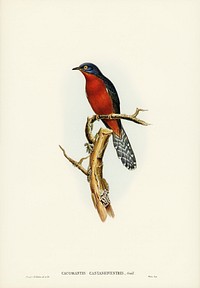 Chestnut-breasted Cuckoo (Cacomantis castaneiventris) illustrated by <a href="https://www.rawpixel.com/search/Elizabeth%20Gould?">Elizabeth Gould </a>(1804&ndash;1841) for <a href="https://www.rawpixel.com/search/John%20Gould?">John Goul</a>d&rsquo;s (1804-1881) Birds of Australia (1972 Edition, 8 volumes). Digitally enhanced from our own facsimile book (1972 Edition, 8 volumes).