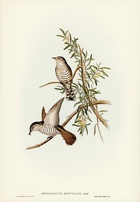 Little Cuckoo (Chrysococcyx minutillus) illustrated by<a href="https://www.rawpixel.com/search/Elizabeth%20Gould?"> Elizabeth Gould</a> (1804&ndash;1841) for <a href="https://www.rawpixel.com/search/John%20Gould?">John Gould</a>&rsquo;s (1804-1881) Birds of Australia (1972 Edition, 8 volumes). Digitally enhanced from our own facsimile book (1972 Edition, 8 volumes).