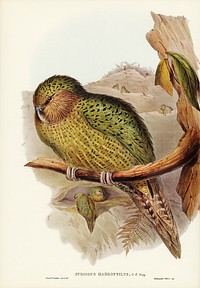 Kakapo (Strigops habroptius) illustrated by <a href="https://www.rawpixel.com/search/Elizabeth%20Gould?">Elizabeth Gould </a>(1804&ndash;1841) for <a href="https://www.rawpixel.com/search/John%20Gould?">John Gould</a>&rsquo;s (1804-1881) Birds of Australia (1972 Edition, 8 volumes). Digitally enhanced from our own facsimile book (1972 Edition, 8 volumes).