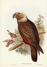 Ka-ka Parrot (Nestor hypopolius) illustrated by <a href="https://www.rawpixel.com/search/Elizabeth%20Gould?">Elizabeth Gould</a> (1804&ndash;1841) for <a href="https://www.rawpixel.com/search/John%20Gould?">John Gould</a>&rsquo;s (1804-1881) Birds of Australia (1972 Edition, 8 volumes). Digitally enhanced from our own facsimile book (1972 Edition, 8 volumes).
