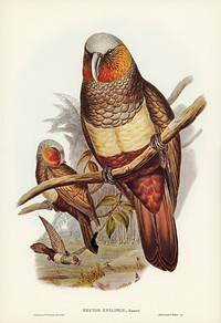 Prince of Essling&#39;s Parrot (Nestor Esslingii) illustrated by <a href="https://www.rawpixel.com/search/Elizabeth%20Gould?">Elizabeth Gould</a> (1804&ndash;1841) for <a href="https://www.rawpixel.com/search/John%20Gould?">John Gould</a>&rsquo;s (1804-1881) Birds of Australia (1972 Edition, 8 volumes). Digitally enhanced from our own facsimile book (1972 Edition, 8 volumes).