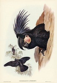 Great Palm-Cuckatoo (Microglossus aterrimus) illustrated by <a href="https://www.rawpixel.com/search/Elizabeth%20Gould?">Elizabeth Gould</a> (1804&ndash;1841) for <a href="https://www.rawpixel.com/search/John%20Gould?">John Gould</a>&rsquo;s (1804-1881) Birds of Australia (1972 Edition, 8 volumes). Digitally enhanced from our own facsimile book (1972 Edition, 8 volumes).
