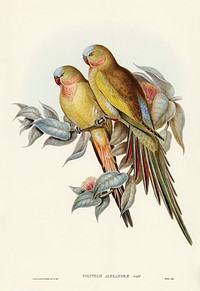 The Princess of Wales's Parakeet (Polytelis Alexandrae) illustrated by Elizabeth Gould (1804–1841) for John Gould’s (1804-1881) Birds of Australia (1972 Edition, 8 volumes). Digitally enhanced from our own facsimile book (1972 Edition, 8 volumes).