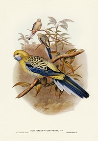 Blue-cheeked Parakeet (Platycercus cyanogenys) illustrated by <a href="https://www.rawpixel.com/search/Elizabeth%20Gould?">Elizabeth Gould</a> (1804&ndash;1841) for <a href="https://www.rawpixel.com/search/John%20Gould?">John Gould</a>&rsquo;s (1804-1881) Birds of Australia (1972 Edition, 8 volumes). Digitally enhanced from our own facsimile book (1972 Edition, 8 volumes).