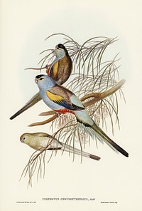 Golden-backed Parakeet (Psephotus chrysopterygius) illustrated by <a href="https://www.rawpixel.com/search/Elizabeth%20Gould?">Elizabeth Gould</a> (1804&ndash;1841) for <a href="https://www.rawpixel.com/search/John%20Gould?">John Gould</a>&rsquo;s (1804-1881) Birds of Australia (1972 Edition, 8 volumes). Digitally enhanced from our own facsimile book (1972 Edition, 8 volumes).