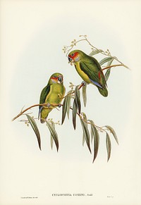 Coxen&#39;s Parakeet (Cyclopsitta Coxeni) illustrated by <a href="https://www.rawpixel.com/search/Elizabeth%20Gould?">Elizabeth Gould</a> (1804&ndash;1841) for <a href="https://www.rawpixel.com/search/John%20Gould?">John Gould</a>&rsquo;s (1804-1881) Birds of Australia (1972 Edition, 8 volumes). Digitally enhanced from our own facsimile book (1972 Edition, 8 volumes).