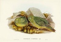 Nocturnal Ground-Parakeet (Geopsittacus occidentalis) illustrated by <a href="https://www.rawpixel.com/search/Elizabeth%20Gould?">Elizabeth Gould</a> (1804&ndash;1841) for <a href="https://www.rawpixel.com/search/John%20Gould?">John Gould</a>&rsquo;s (1804-1881) Birds of Australia (1972 Edition, 8 volumes). Digitally enhanced from our own facsimile book (1972 Edition, 8 volumes).
