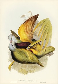 Allied Fruit-Pigeon (Carpophaga assimilis) illustrated by <a href="https://www.rawpixel.com/search/Elizabeth%20Gould?&amp;page=1">Elizabeth Gould</a> (1804&ndash;1841) for <a href="https://www.rawpixel.com/search/John%20Gould?">John Gould</a>&rsquo;s (1804-1881) Birds of Australia (1972 Edition, 8 volumes). Digitally enhanced from our own facsimile book (1972 Edition, 8 volumes).