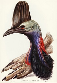 Australian Cassowary (Casuarius australis)illustrated by Elizabeth Gould (1804&ndash;1841) for John Gould&rsquo;s (1804-1881) Birds of Australia (1972 Edition, 8 volumes). Digitally enhanced from our own facsimile book (1972 Edition, 8 volumes).