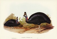 Australian Cassowary (Casuarius australis) illustrated by Elizabeth Gould (1804&ndash;1841) for John Gould&rsquo;s (1804-1881) Birds of Australia (1972 Edition, 8 volumes). Digitally enhanced from our own facsimile book (1972 Edition, 8 volumes).