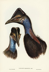 Bennett's Cassowary (Casuarius Bennetti) illustrated by Elizabeth Gould (1804&ndash;1841) for John Gould&rsquo;s (1804-1881) Birds of Australia (1972 Edition, 8 volumes). Digitally enhanced from our own facsimile book (1972 Edition, 8 volumes).