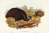 Bennett&#39;s Cassowary (Casuarius Bennetti) illustrated by<a href="https://www.rawpixel.com/search/Elizabeth%20Gould?"> Elizabeth Gould</a> (1804&ndash;1841) for <a href="https://www.rawpixel.com/search/John%20Gould?">John Gould</a>&rsquo;s (1804-1881) Birds of Australia (1972 Edition, 8 volumes). Digitally enhanced from our own facsimile book (1972 Edition, 8 volumes).