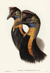 One-carunculated Cassowary (Casuarius uniappendiculatus) illustrated by<a href="https://www.rawpixel.com/search/Elizabeth%20Gould?"> Elizabeth Gould</a> (1804&ndash;1841) for <a href="https://www.rawpixel.com/search/John%20Gould?">John Gould</a>&rsquo;s (1804-1881) Birds of Australia (1972 Edition, 8 volumes). Digitally enhanced from our own facsimile book (1972 Edition, 8 volumes).
